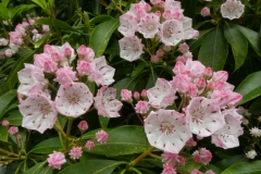 Kalmia (c) John Harradine
