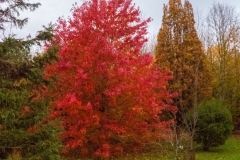 Acer (c) John Harradine