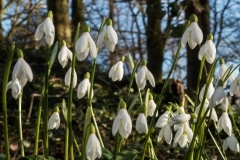 Snowdrop in the Arboretum (c) John Harradine