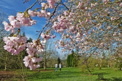 Cherry blossom in spring  (c) Sally Geake