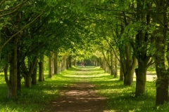 The Great Avenue (c) John Harradine